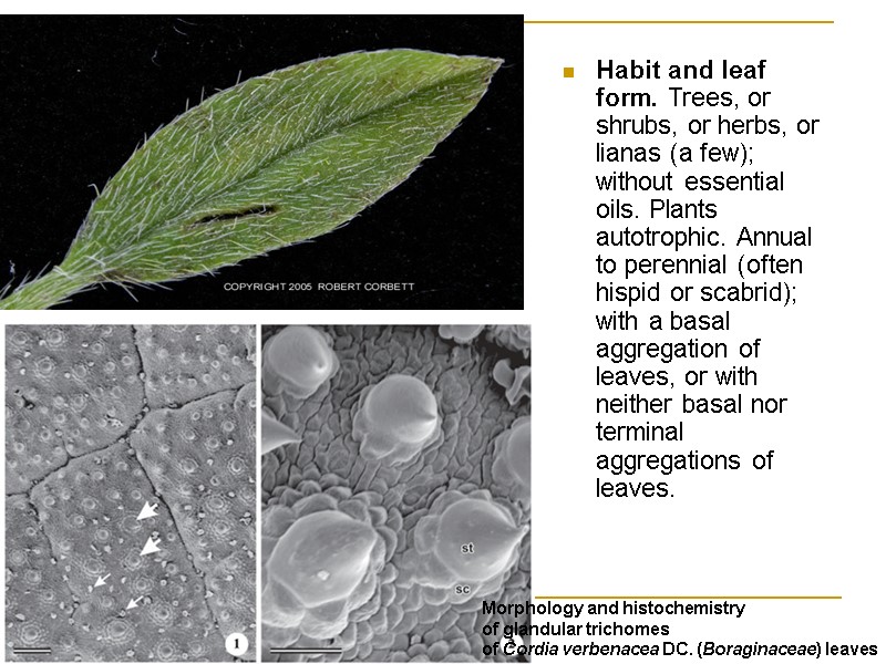 Habit and leaf form. Trees, or shrubs, or herbs, or lianas (a few); without